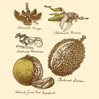 Clockwork Fruit